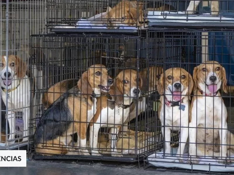 4.000 perritos beagles rescatados buscan hogar: iban a ser usados para experimentos en laboratorios