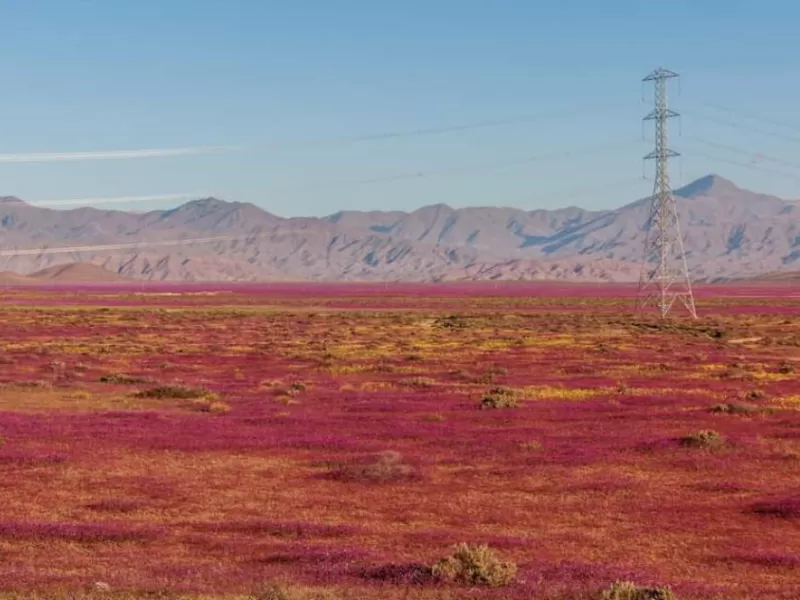 Autoridades lanzan temporada de Desierto Florido en Atacama: expertos piden no cortar flores