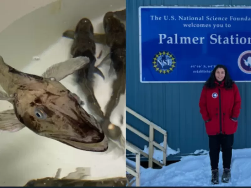 Danae Paredes, la chilena que pasó 75 días extremos en la Antártida para estudiar un pez raro