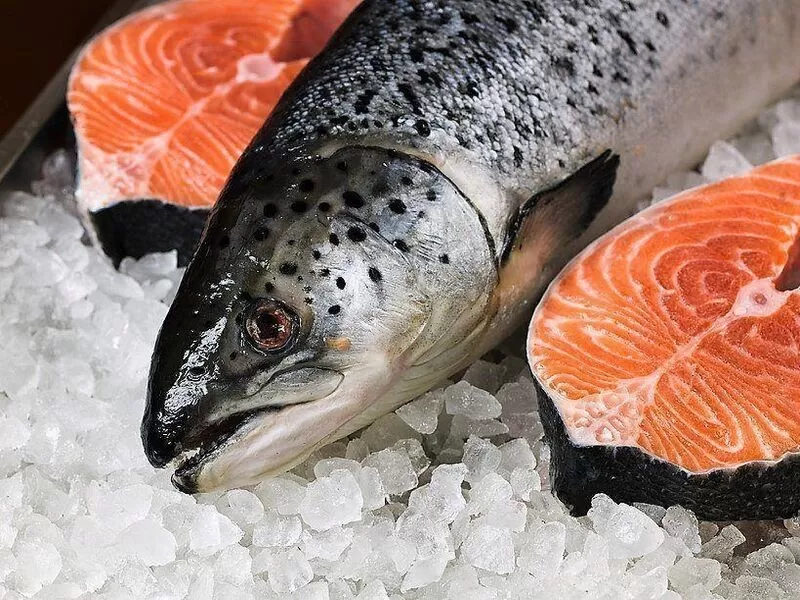 Donde comprar salmon al por mayor en chile ✅
