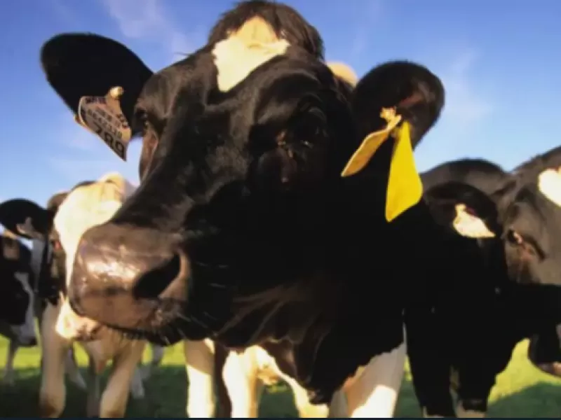 EE.UU. detecta casos de gripe aviar "altamente patógena" en vacas de Texas