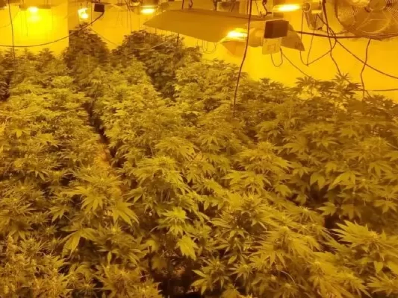 Encuentran 400 plantas de marihuana en Pudahuel en caso de violencia intrafamiliar