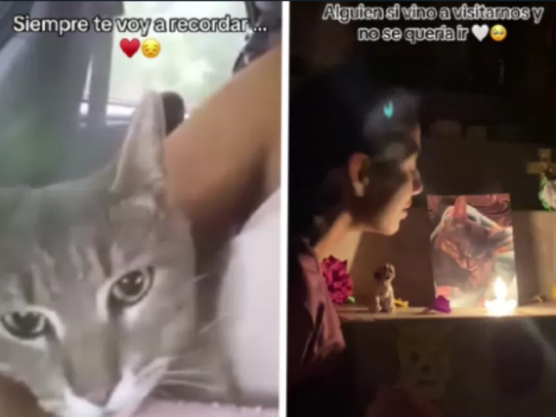 "No quería irse": el conmovedor vídeo de un gatito "visitando" a su familia el Día de los Muertos se hace viral