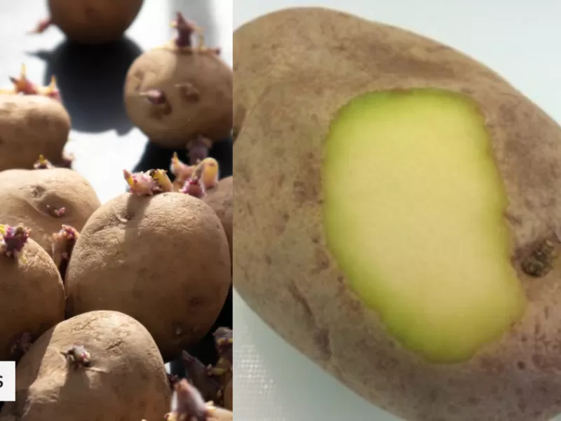 Por qué hay que evitar comer patatas con brotes o manchas verdes