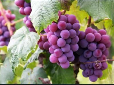 Chilenos crean papel "bioactivo" que prolonga la vida de las frutas: funcionó en uvas y manzanas